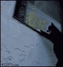 gato,ventana