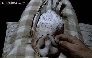 acariciar,cojin,tumbado,lechuza,buho
