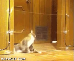 plástico,celofán,gato