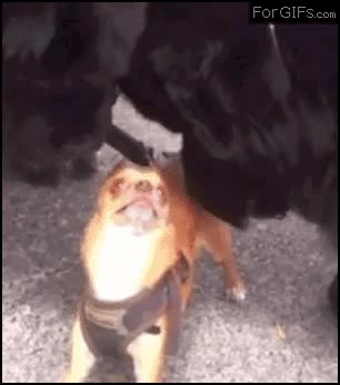 chihuahua,perro,dramatico