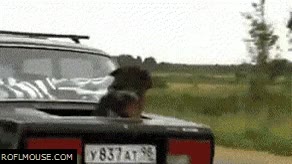 perro,coche,asiento