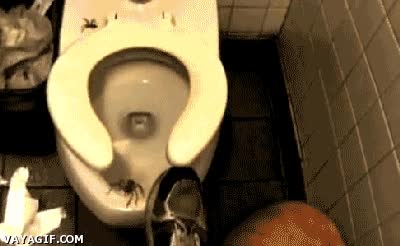 sucio,váter,arañas,baño