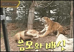 leon,tigre,paliza