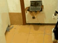 puerta,gato,perro