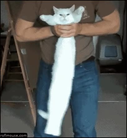 largo,gato,long cat