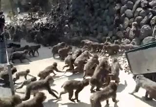 monos,hombre
