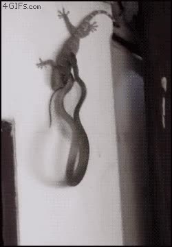 serpiente,lagarto