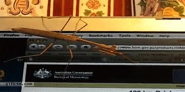 pc,raton,mantis