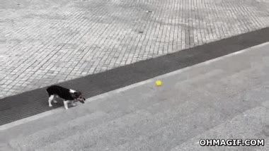 escaleras,pelota,perro