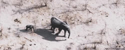 elefante,Choca,rama,selva,cria