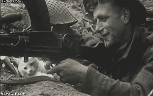arma,WWII,segunda guerra mundial,gato