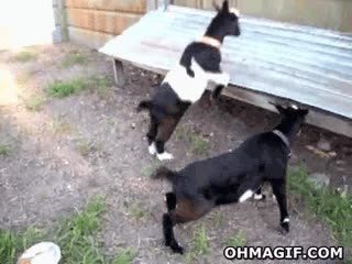 cabra,susto,comida,paralisis