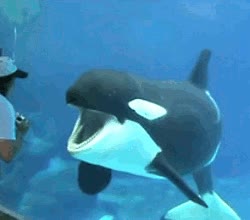 orca,risa,zoo