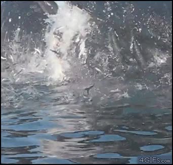 piragua,ballena,mar