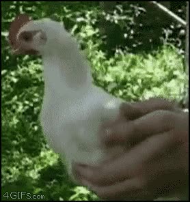 gallina,cabeza,estable