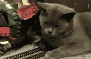 gato,tren,no me quito