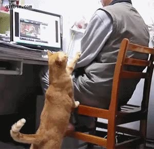 gato,hombre,computadora,atencion