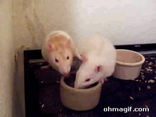 ratones,comida,animales,gracioso