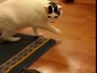 gato,tortuga