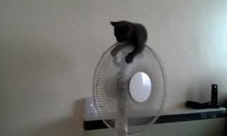 Gato,ventilador