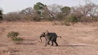 madre,correr,elefante