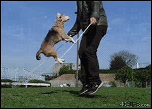 comba,saltar,cuerda,perro