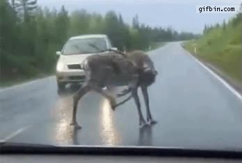 saltar,correr,limpiar,coche,carretera,reno