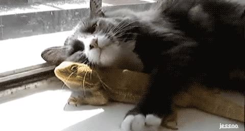 gato,iguana,amor