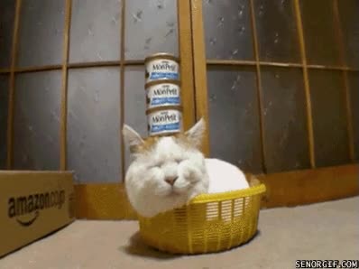 paté,equilibrio,gato