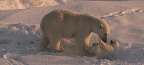 oso polar,osezno,nieve,cuna