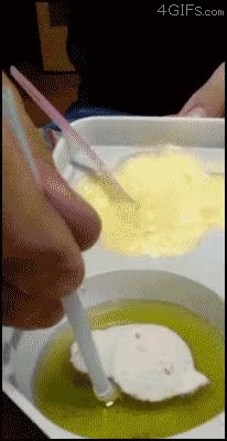 harina,comida,pescado