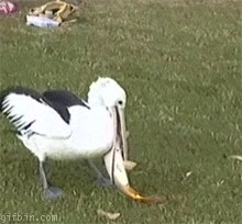 pelícano,pez,pajaro,grande