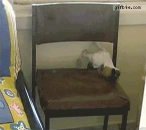 perro,sube,silla