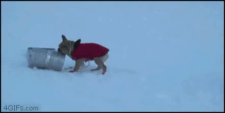 perro,niño,nieve,caída