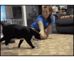 vuelta,Gato
