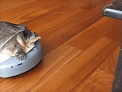 desplazarse,aspiradora,roomba,tortuga