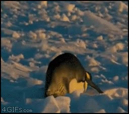 pingüino,lunes,caída