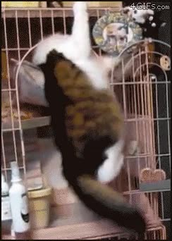 gato,ninja,cama,sitio