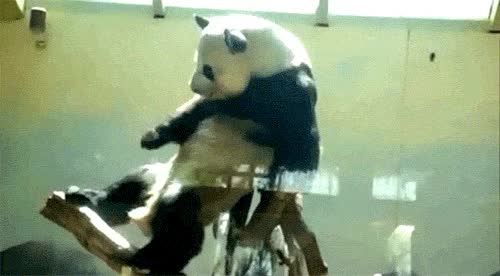 panda,movimiento