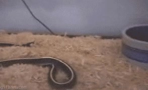 escapar,serpiente,rata