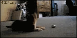 gato,jugar,pelota