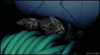 escondrijo,manguera,escondidos,gatos