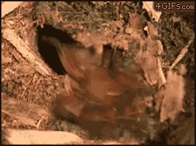 araña,mosca,hojas,insecto