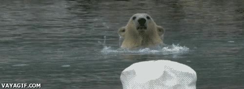 chapuzón,salir,agua,oso polar