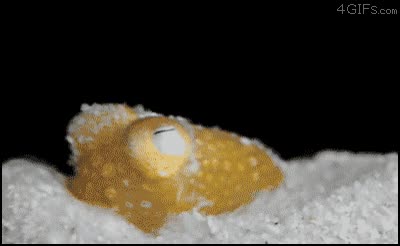 camuflarse,arena,pulpol