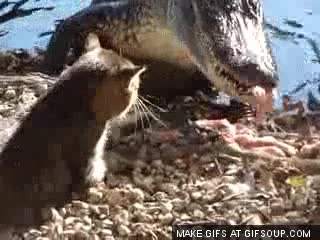 gato,cocodrilo,cojones,ara&ntilde;azo,comida,loco