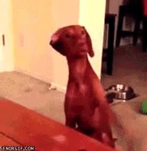 Te dije que no quiero rechazar,perro,que no