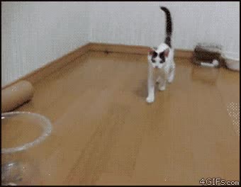 gato,saltando,atacando,camara