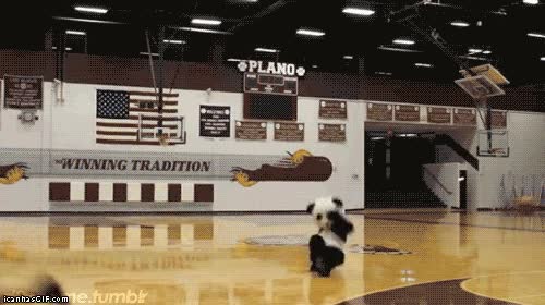 panda,balon,sueño