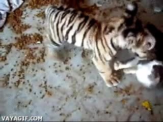 jugar,gato,tigre,amigos